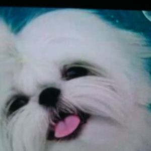 Meet your Posher, Diane